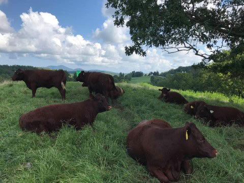 Thistle Hill mama cows relaxing on a summer afternoon