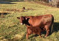 Calf - He's out of Ashott-Barton Tulip by Cutcomb Jaunty