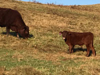 Calf - A/B Bribery heifer, Sire is Jaunty