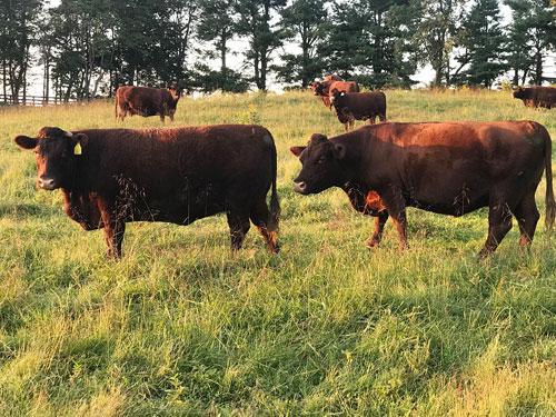 Thistle Hill Farm - Ladies in waiting...