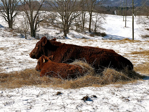 Mother and Son