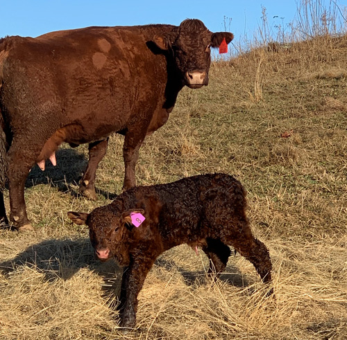 THF 18 and her calf