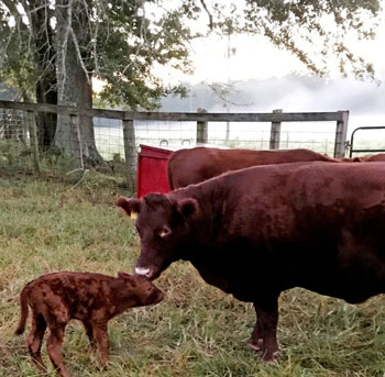 Thistlehill Farm Calf