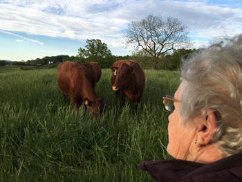 Wooz with Cows