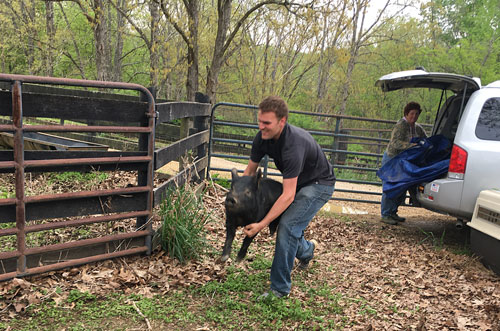 Thistle Hill Farm - Church and Pig