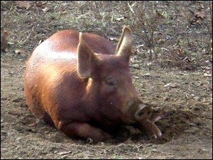 Thistlehill Farm Pigs